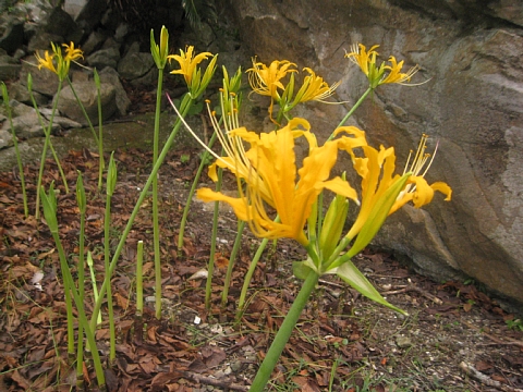 食べられる花 クヮンソウ と食べられない花 ヒガンバナ ガイドと歩く今帰仁城跡