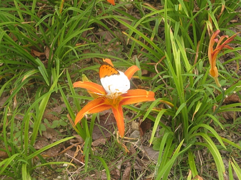 食べられる花 クヮンソウ と食べられない花 ヒガンバナ ガイドと歩く今帰仁城跡