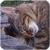 neko-kadomaru-50px.png